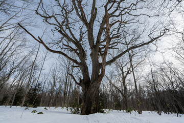 ミズナラの大木
