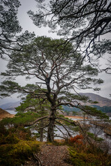 park around Loch Shiel at Ardgour Island