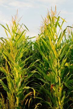 Row of ripe corn in a field