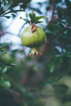 Pomegranates