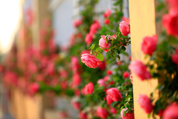 Fototapeta na wymiar In the summer, The roses are in full bloom