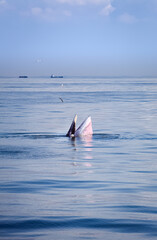 Naklejka premium bryde's whale watching in gulf of thailand