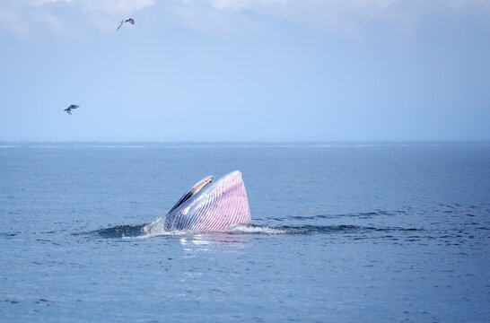 bryde's whale watching in gulf of thailand