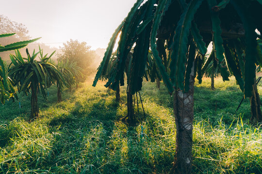 Pitaya (Dragon Fruit) plantation in Thailand