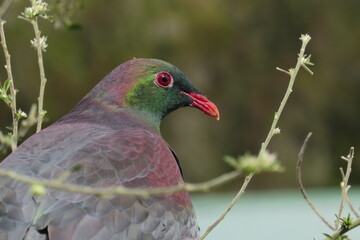 Wood pigeon