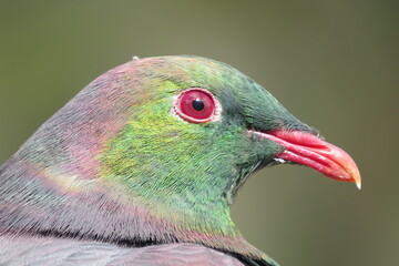 Wood pigeon close up