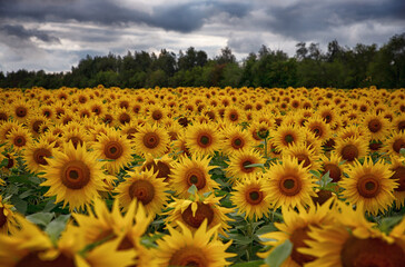 Obraz premium background of yellow bright sunflowers, behind the forest and sky.