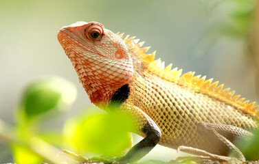 Indian Chameleon 