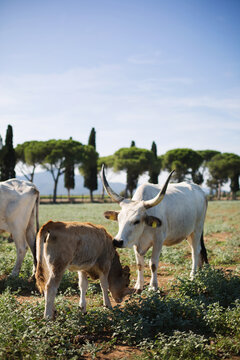 Mother cow cuddling her baby calf in italian ranch in Tuscany