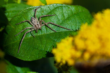 Close up macro shot of a garden spider sitting on a green leaf on a yellow flower background.