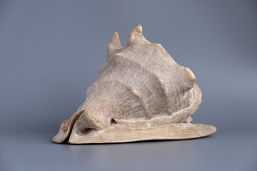 Seashell lies on a gray background