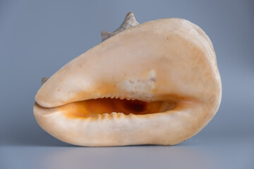 Seashell lies on a gray background