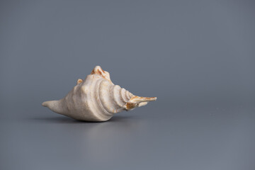 Seashell lies on a gray background