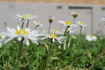 daisies in a field