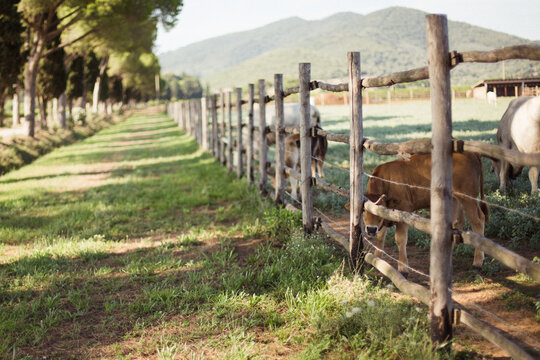 Brown calf plays hide and seek behing wooden fence in tuscan open land farm