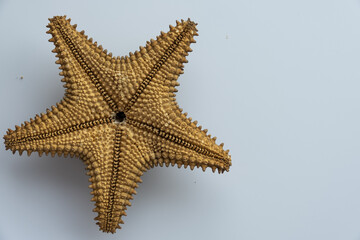 Starfish