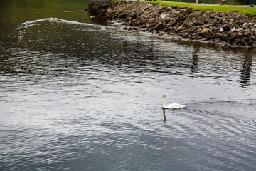 Cisne nadando en canal creando ondas de avance