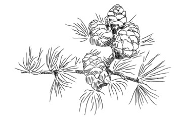 Pine cones surrounded by needles