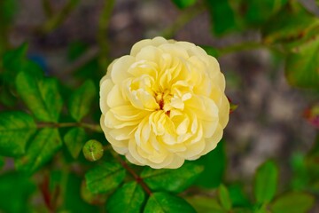 yellow rose flower