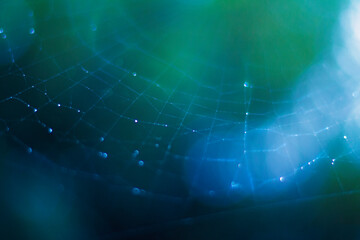 A drunk spiders travels