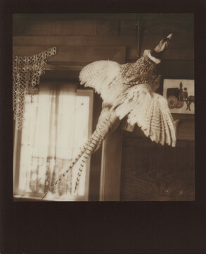 Polaroid of a Taxidermy Pheasant in Black and White