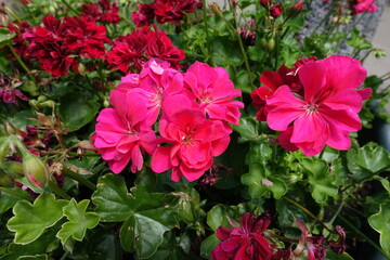 Bright pink and red flowers of ivy-leaved pelargonium in July