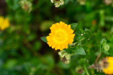 yellow flowers, marigolds,  in the garden