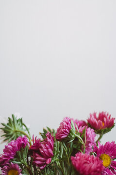 Pink flowers in front of empty wall