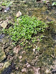 Green weed in a wet place