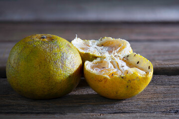 Oranges it rotten and withered fruits with fungus and fruit fly on old wooden table which has black...