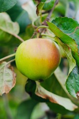 green apple on the tree