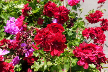 Dark red and pink flowers of ivy-leaved pelargonium in mid July