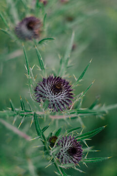 Purple burdock