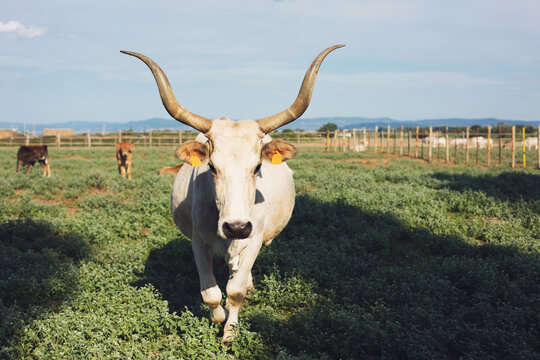 White maremmana cow with huge horns walks looking straight at the camera