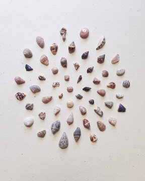 Shells.