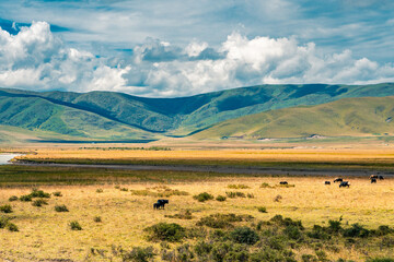 The hill and grassland landscape in Ruoergai Grassland, Sichuan, China, autumn time.