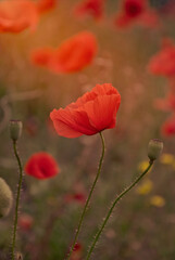 Naklejka premium Blooming red poppies and sunny summer meadow
