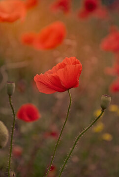 Blooming red poppies and sunny summer meadow © konoplizkaya