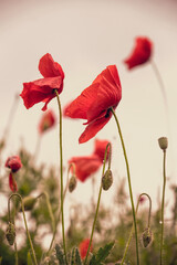 Obraz premium Blooming red poppies and sunny summer meadow