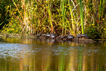 Fototapeta na wymiar The painted turtles basking in the sun