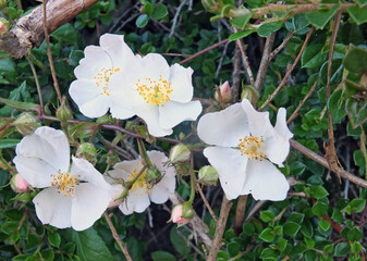 close up of a wild white rose flowers with a background of green leaves in a hedgerow