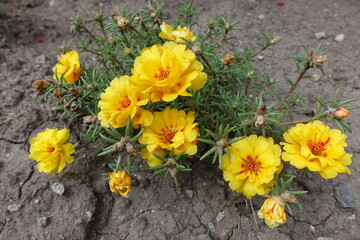 Bright yellow flowers of double Portulaca grandiflora in August