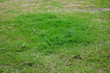 Green meadow grass field  in Garden