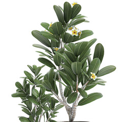 Obraz premium Frangipani tree in a white pot on white background