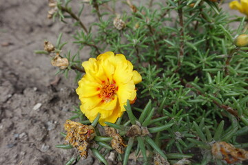 One double yellow flower of Portulaca grandiflora in August