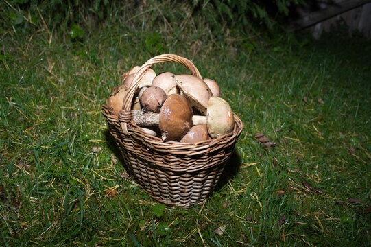 basket with fresh mushrooms. Autumn hike in the forest