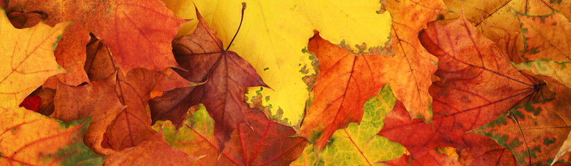 Closeup of autumn colorful leaves for background