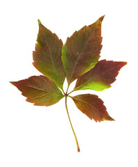 Colorful autumn leaf of wild grape