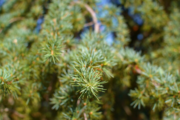 Detail of a needle-like tree