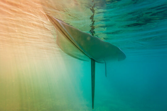 Underwater Hull of Wayfarer Sailboat Dinghy In Calm Water